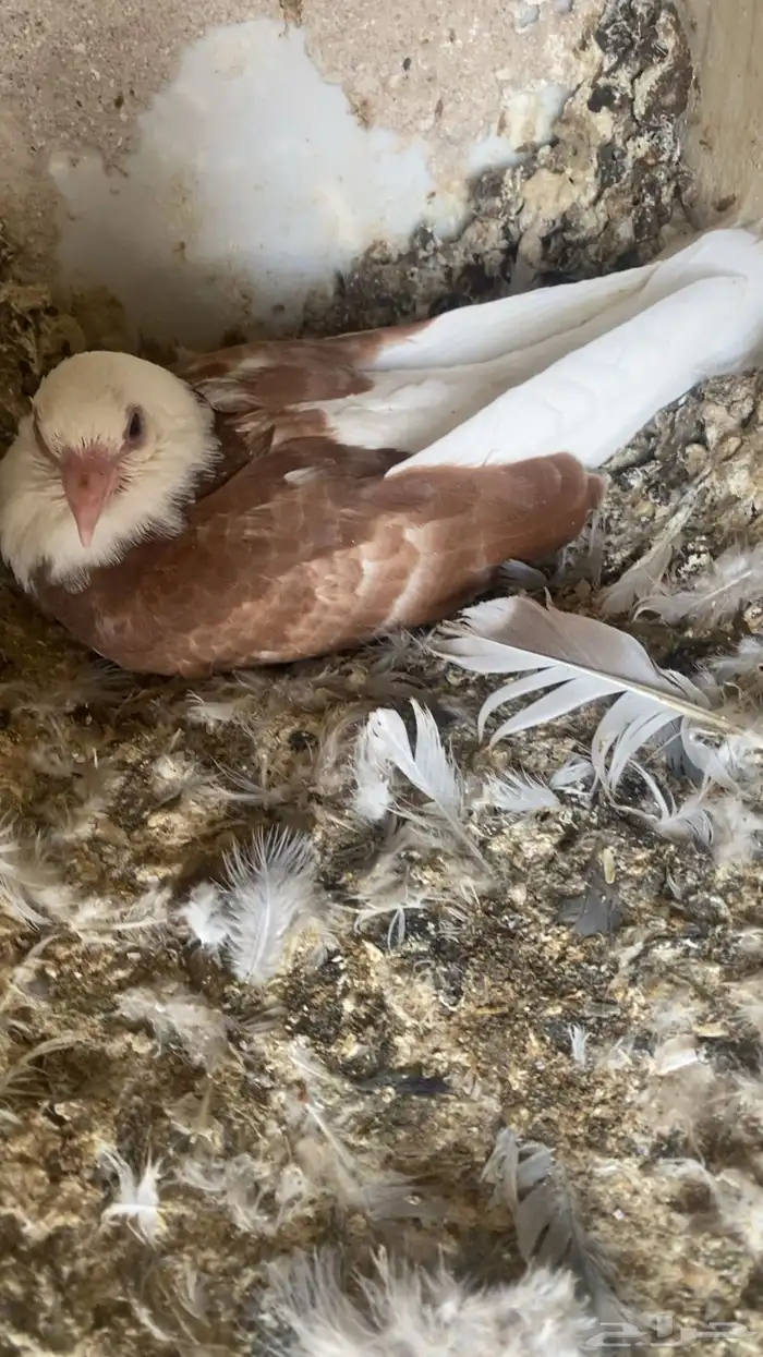 فراخة زاجل 16 جوز تقريبا التغذية مكعب ذرة حلبةقمح السعر 20 2