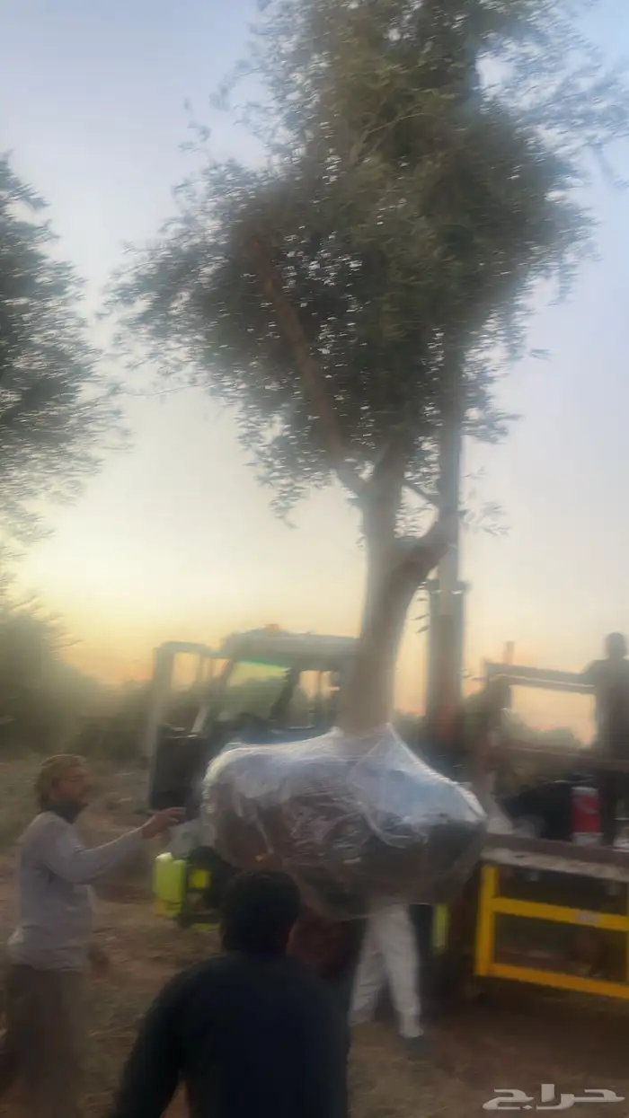 اشجار زيتون 1