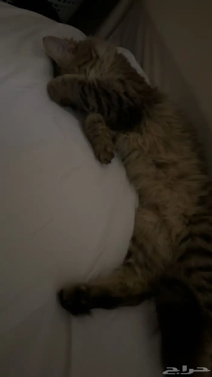 قطه للتبني 0