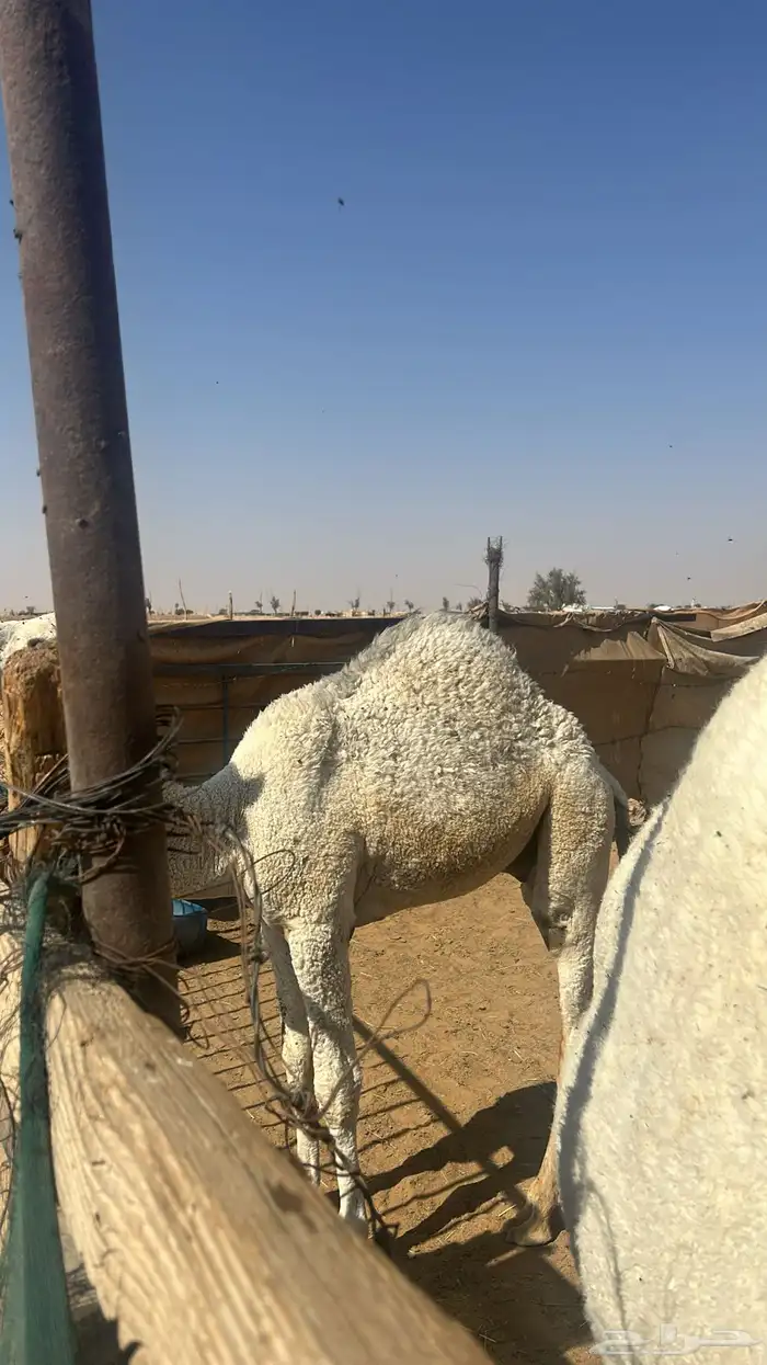 مفرود للبيع سمين 0