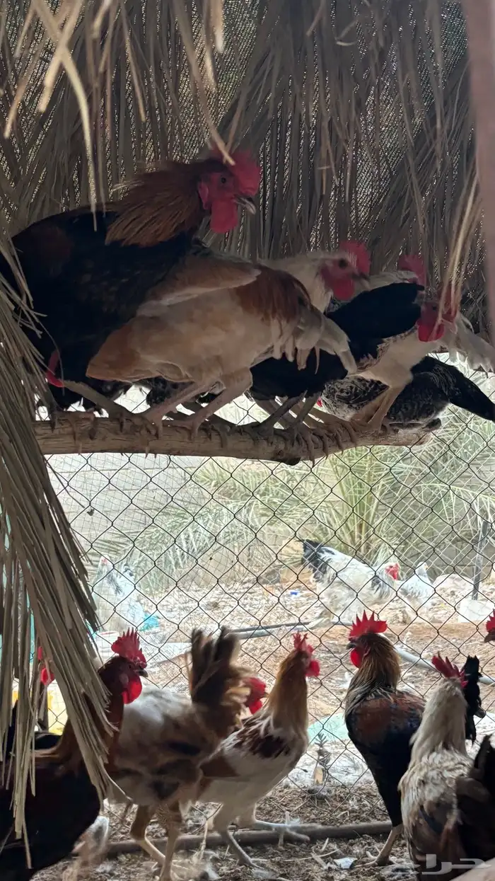 دجاج وديكه 6