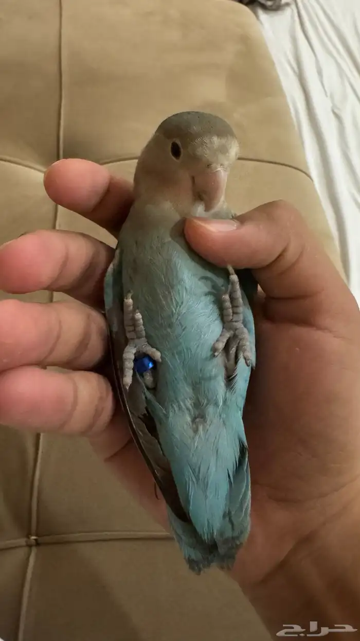 للبيع روز انثى اليفه 8