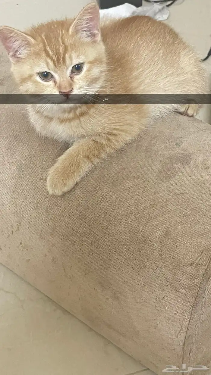 قطط للتبني 2