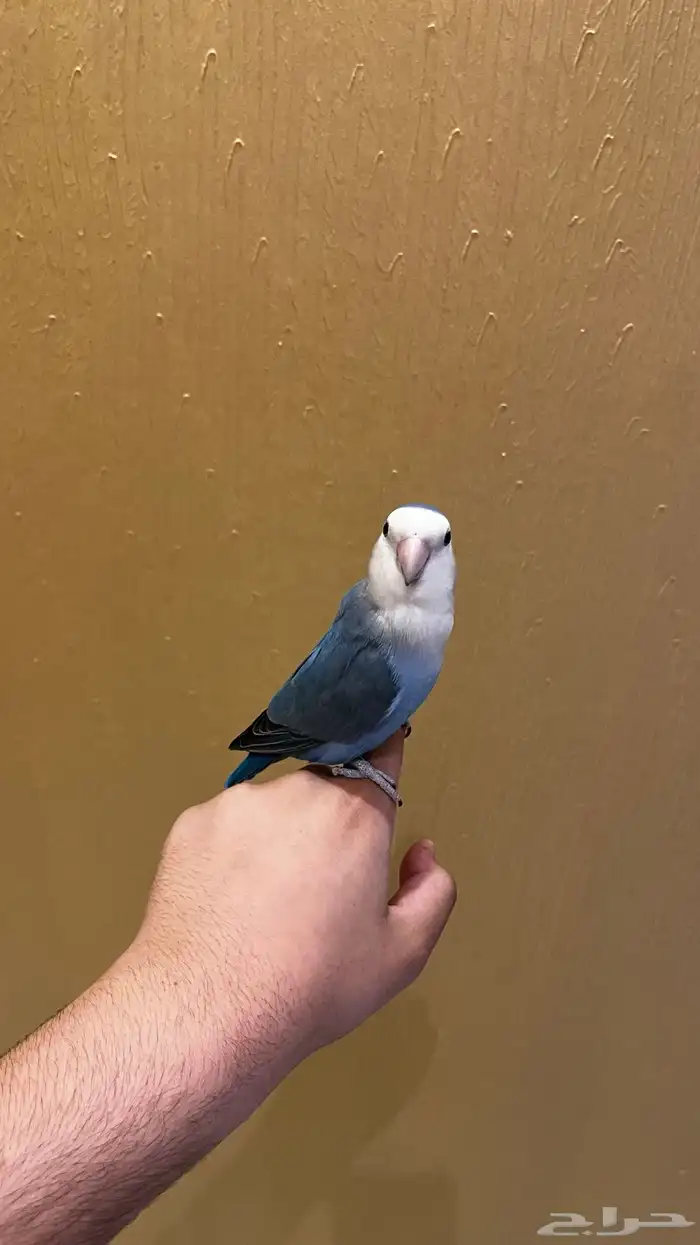 طير روز للبيع 0