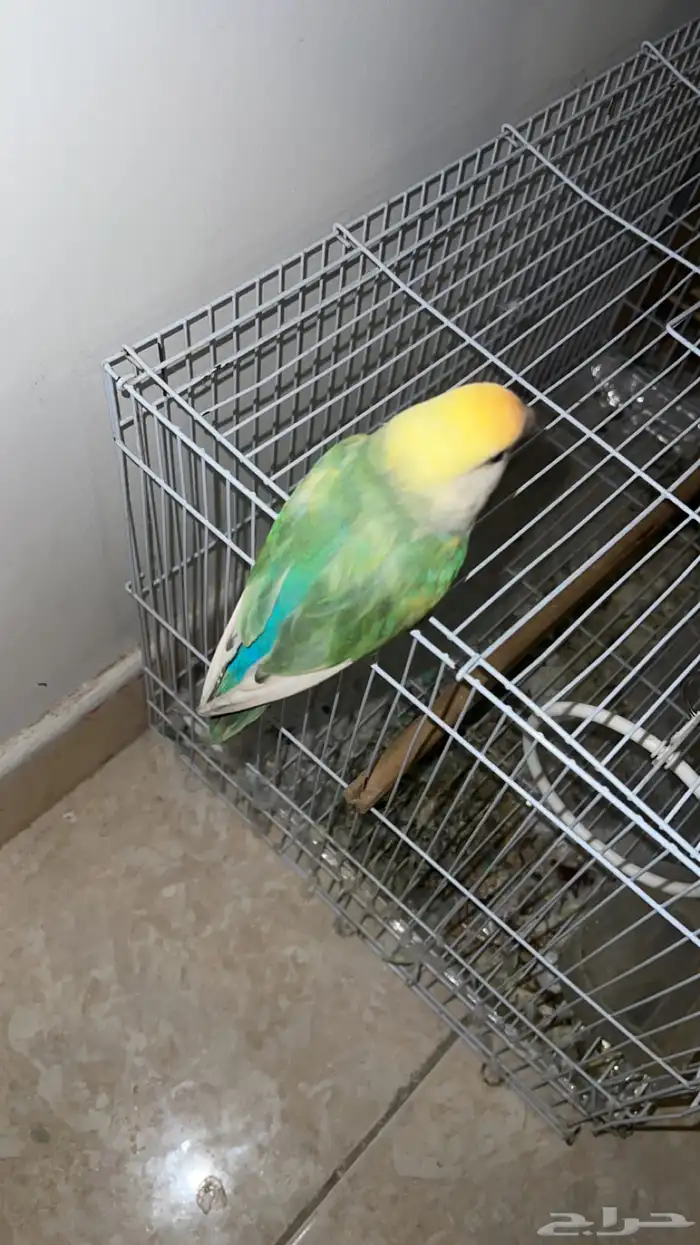 طير روز للبيع 3