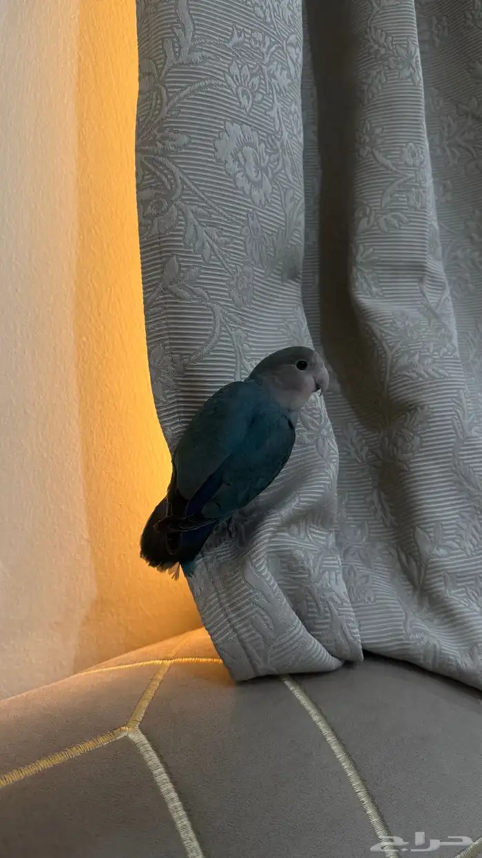 للبيع روز انثى اليفه 9