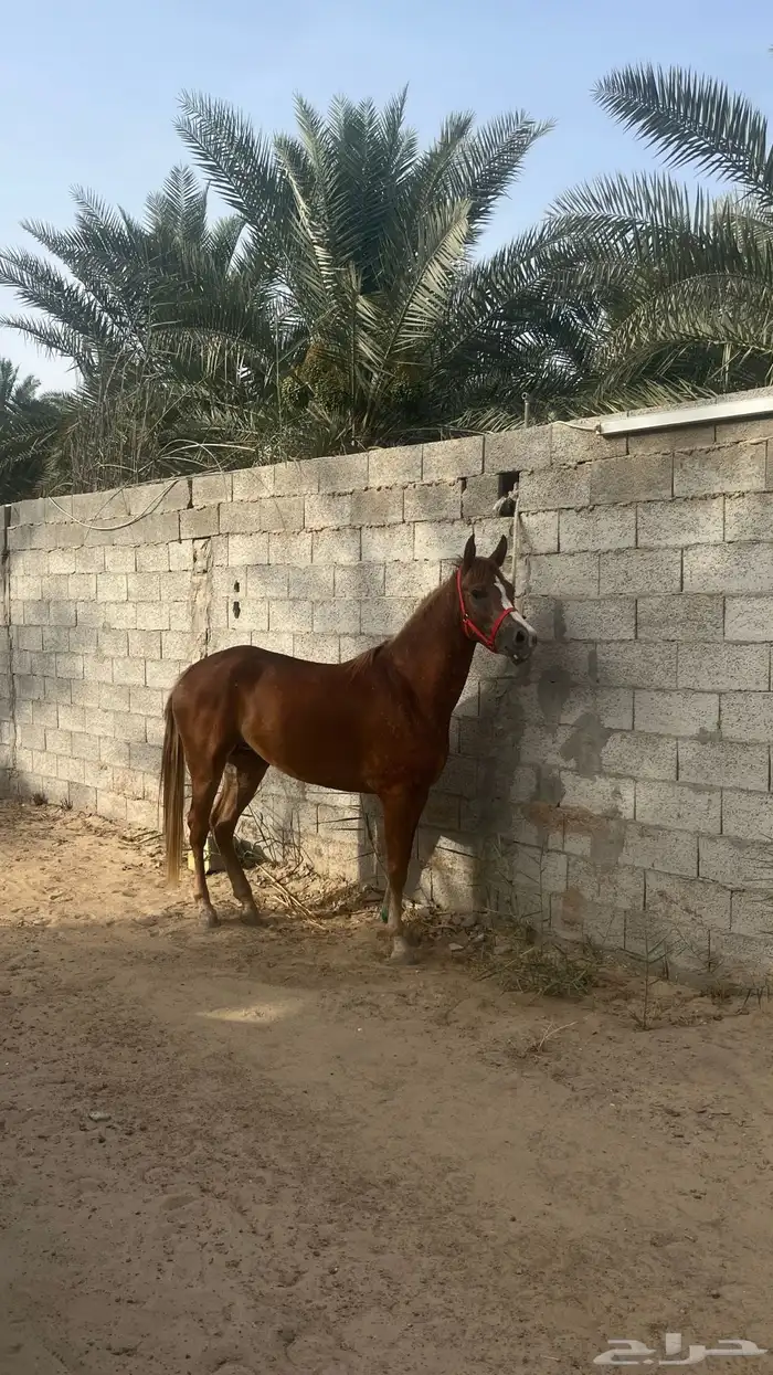 فرس شعبيه للبيع 0