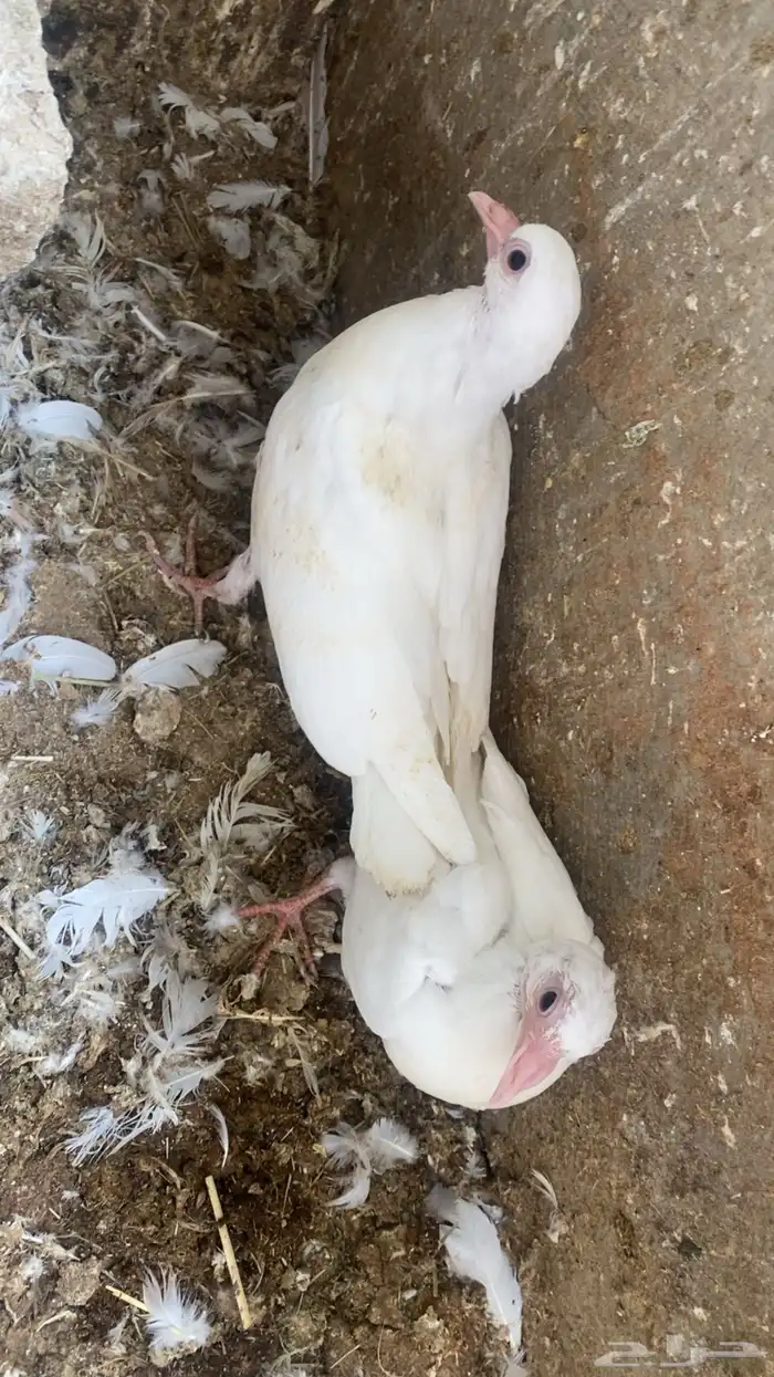 فراخة زاجل 16 جوز تقريبا التغذية مكعب ذرة حلبةقمح السعر 20 0