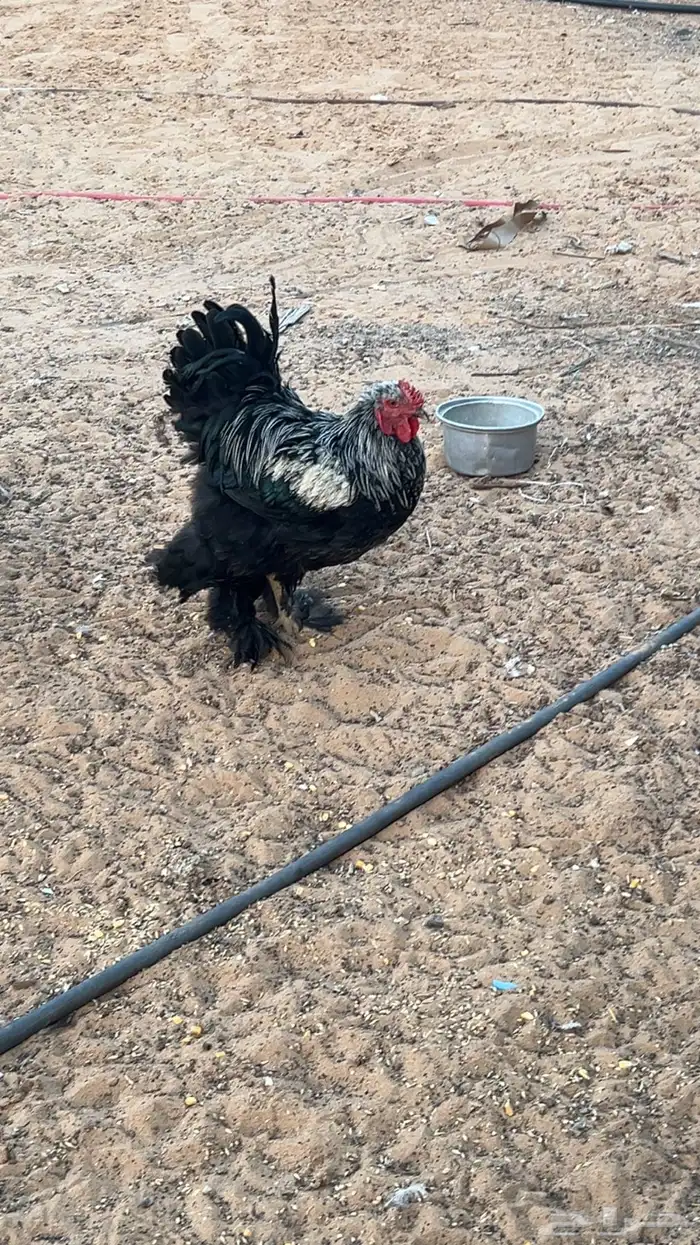 للبيع 3 ديكه براهما 0