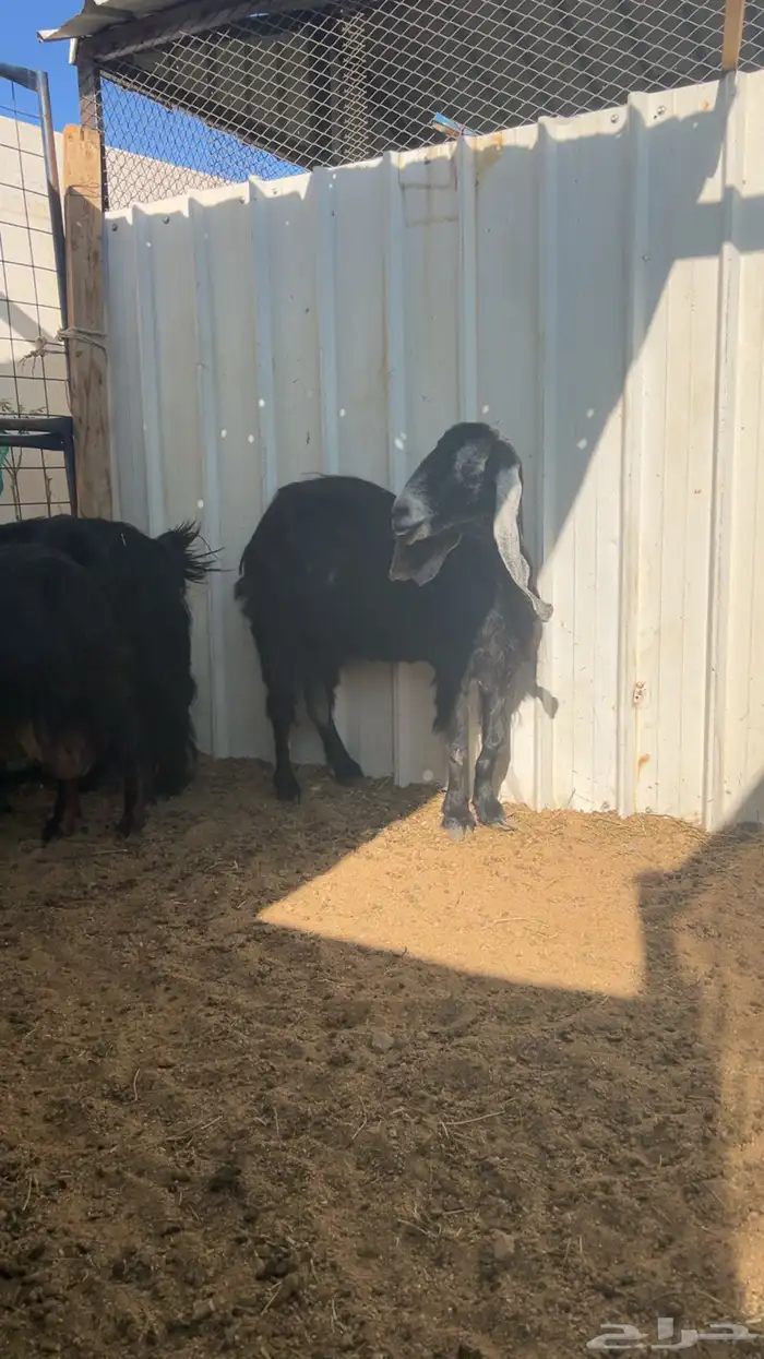 معزا عوارض طيبه ب الحيل دفيع كلها 1