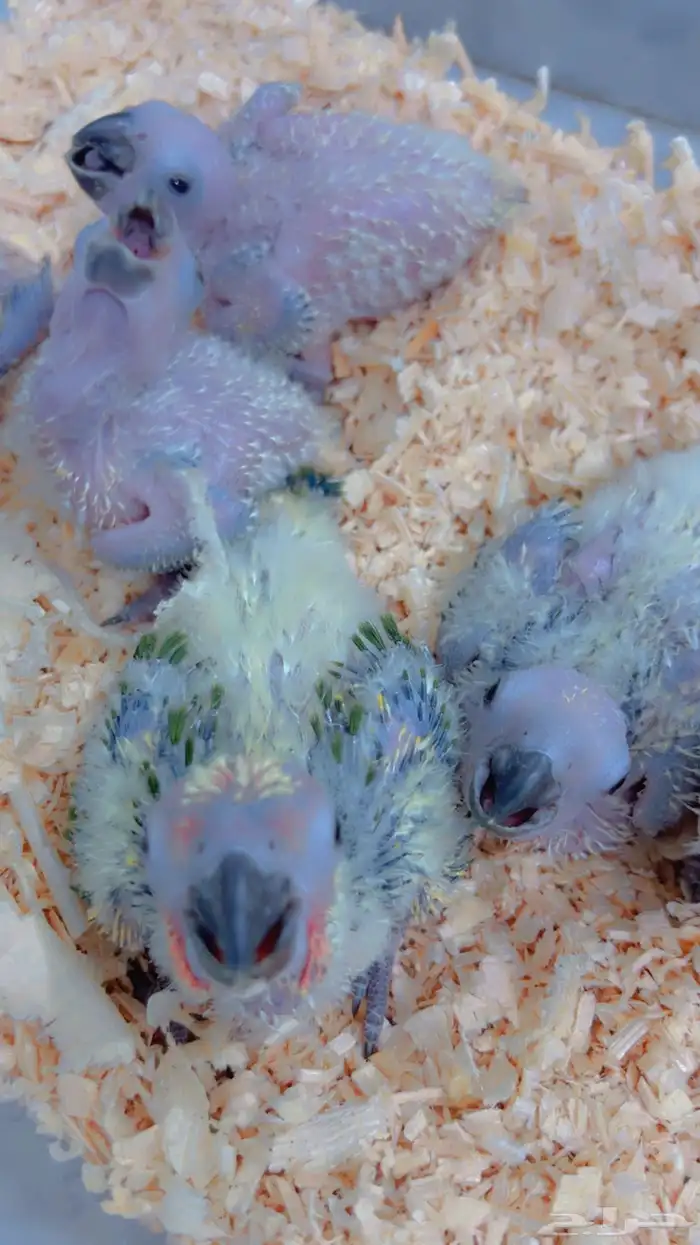 فروخ صن كنيور صبغه وصفار 1