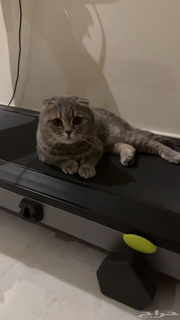 قط ضايع بالدمام حي النزهة 1