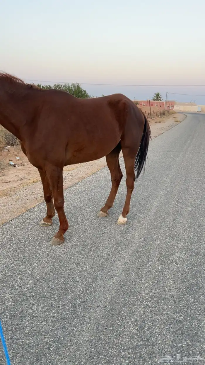 السلام عليكم اعرض عليكم حصان انتاج خصي حدي1700 3
