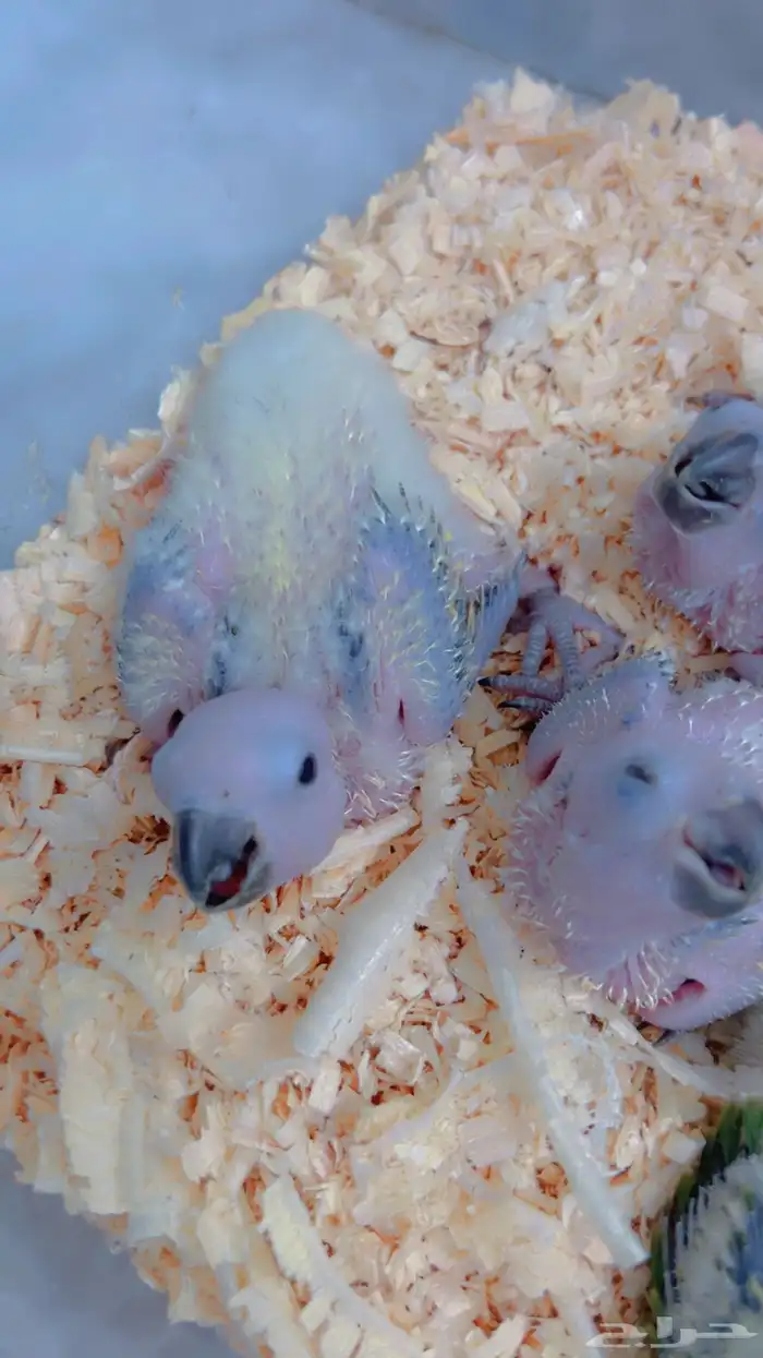 فروخ صن كنيور صبغه وصفار 3