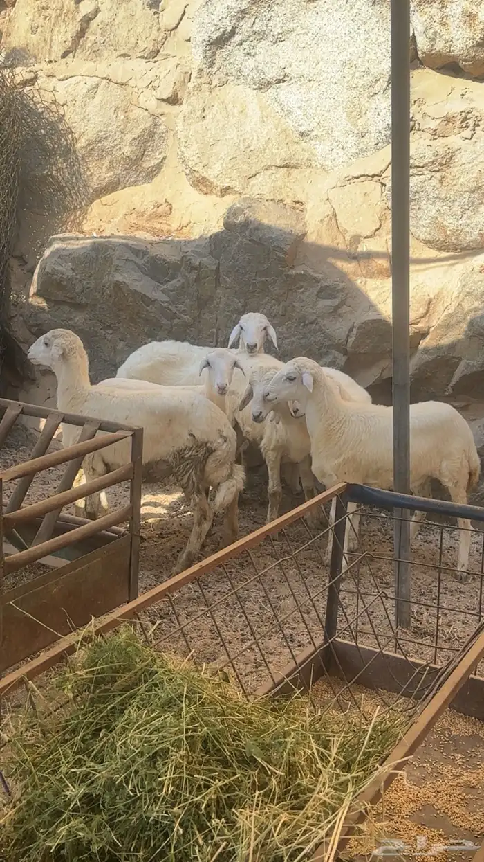 رخال حريات ذبايح 1