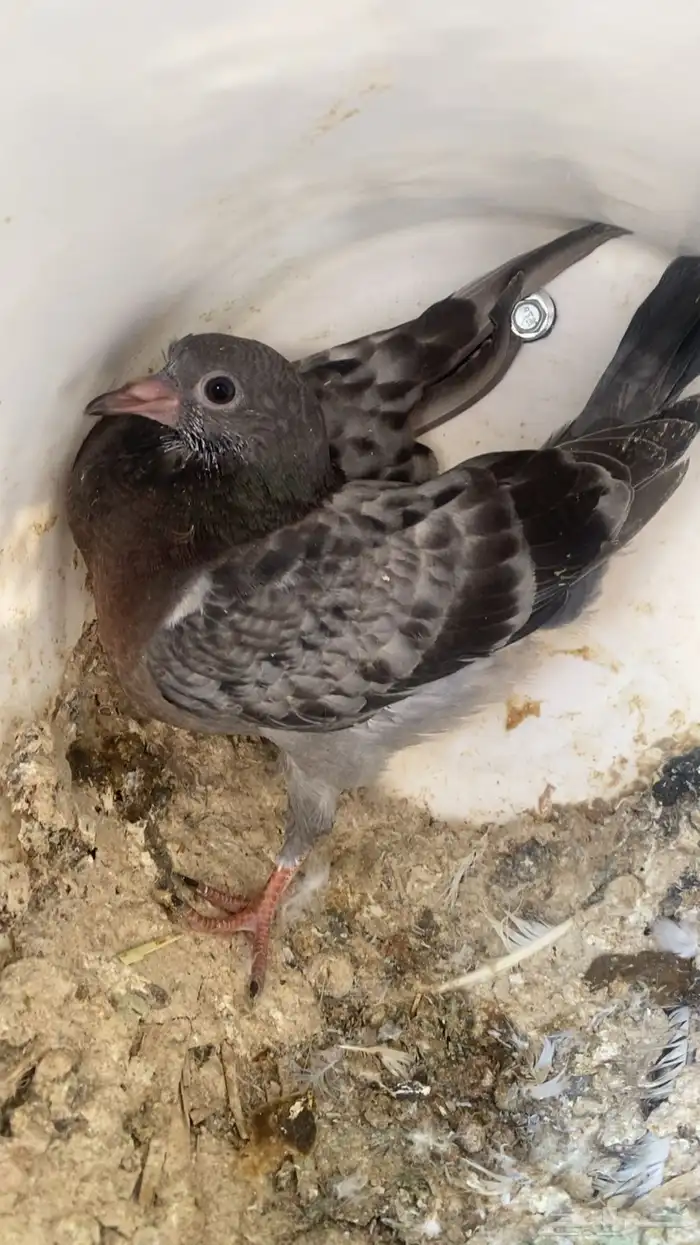 فراخة زاجل 16 جوز تقريبا التغذية مكعب ذرة حلبةقمح السعر 20 8