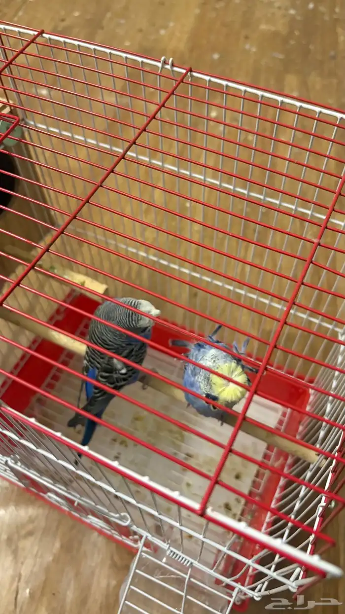 طيور بادجي 1