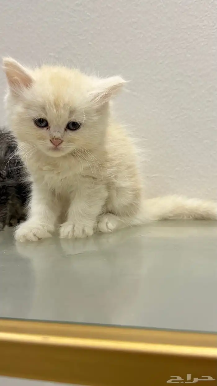 قطط كتن 6