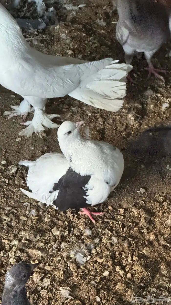 خميس مشيط صناعيه بن هشبل بعد تشليح العاطفي 8