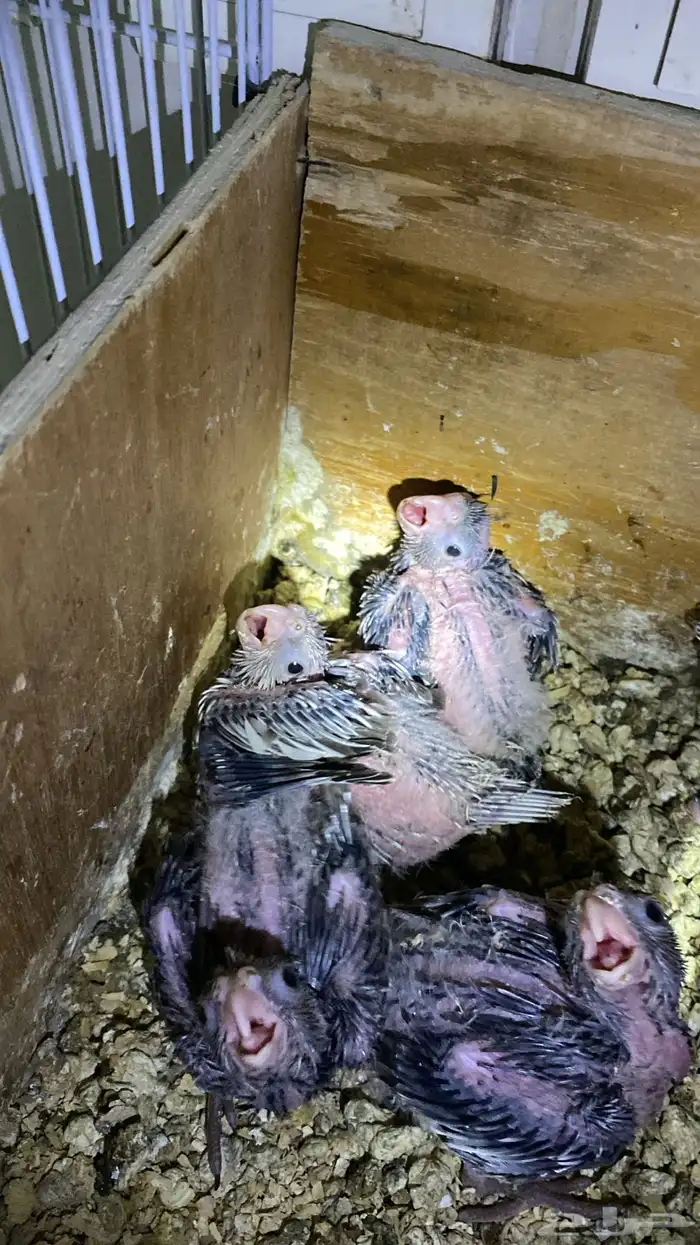 فروخ كروان هولندي 2