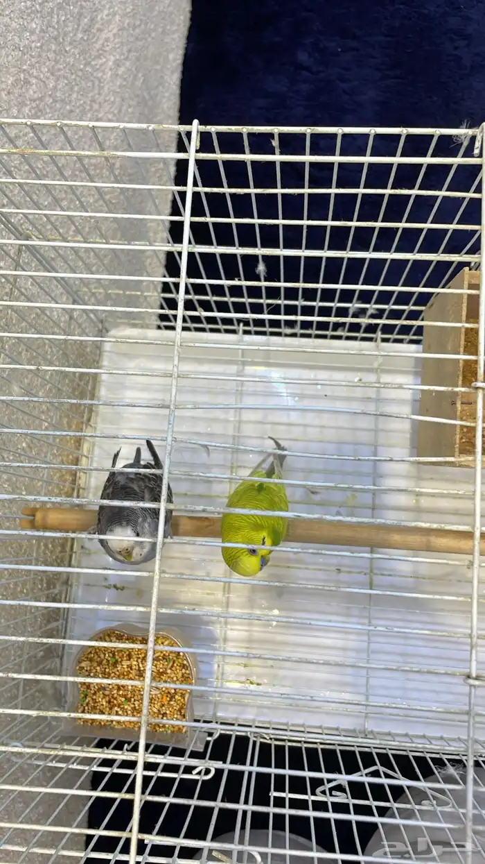 طيور بادجي جديدة ماشاء الله تبارك الله مع بيت وقفص 4