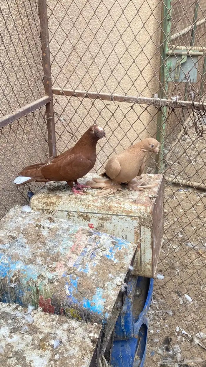 حمام صابوني مستوى تب 1