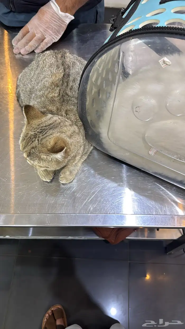 قط بريتش للبيع معا اغراضه انثى 1