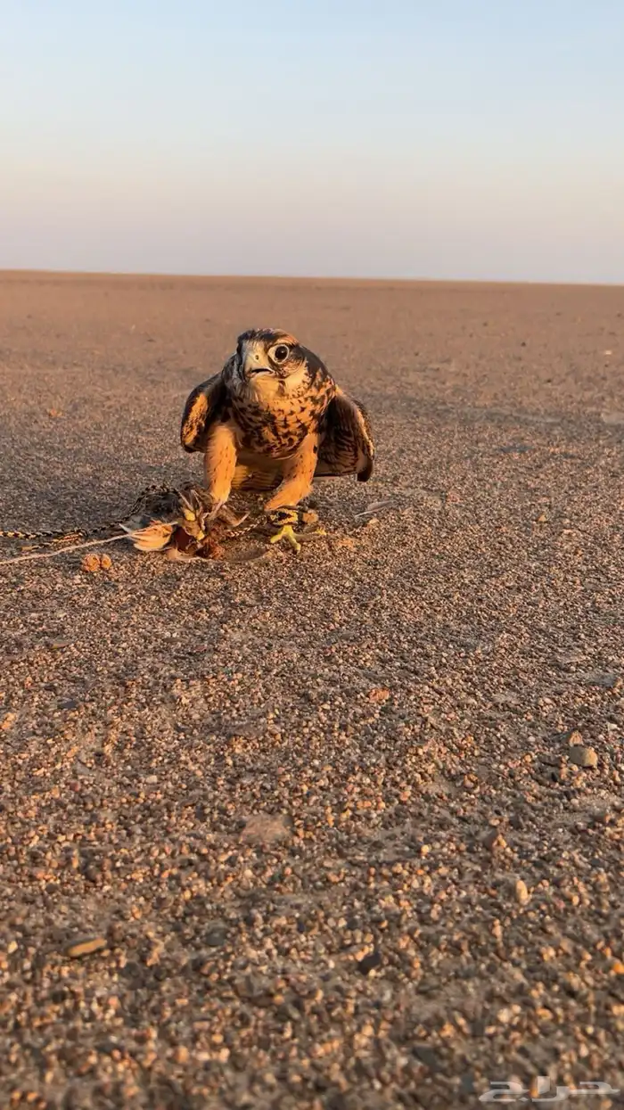 وكريه للبيع 0