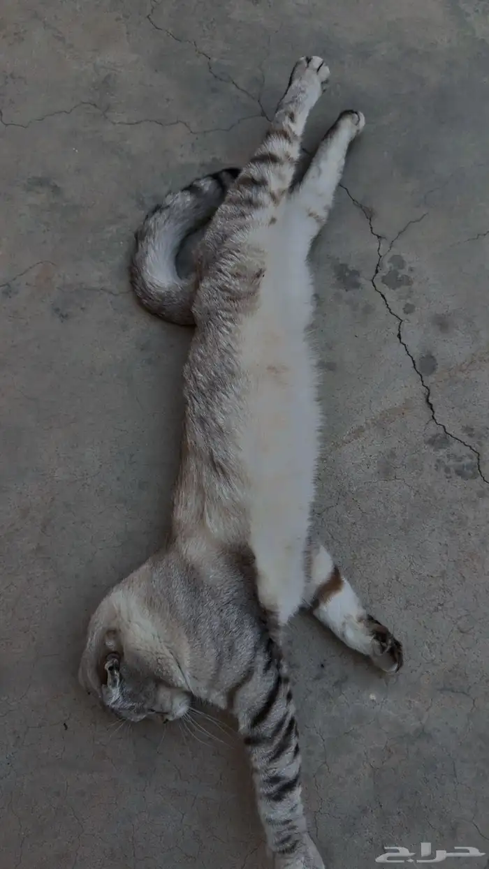 قط سكوتش فولد 0