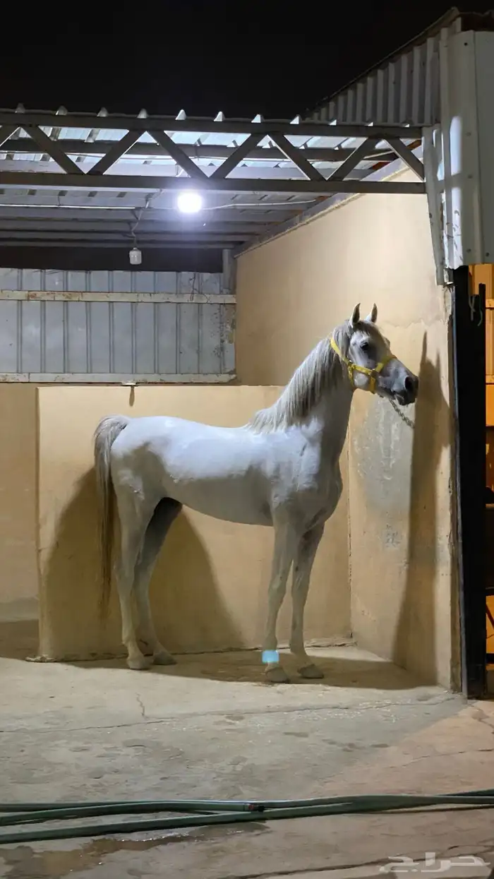 حصان شعبي للبيع 1