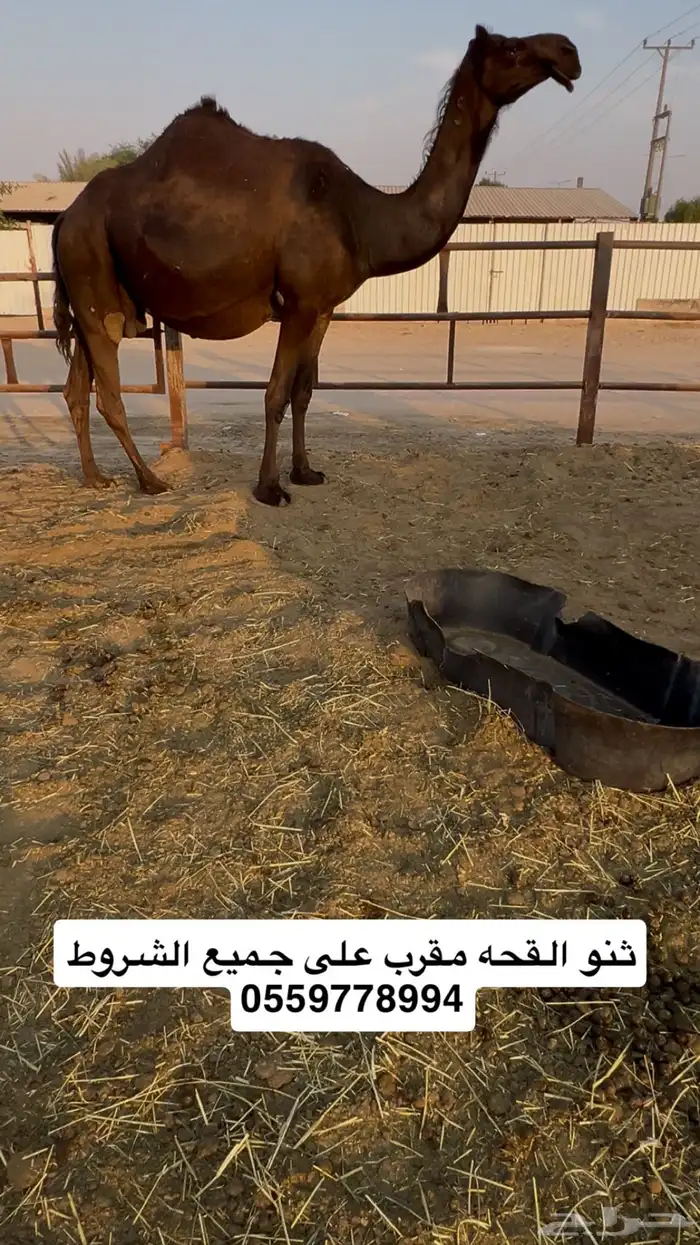 القاح وعجوم وضرايب وقعدان 7