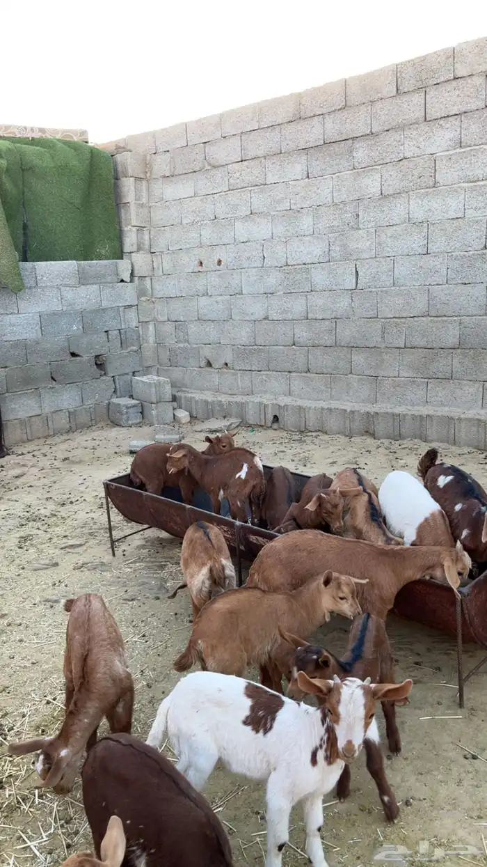 معزا ولد كفو 4