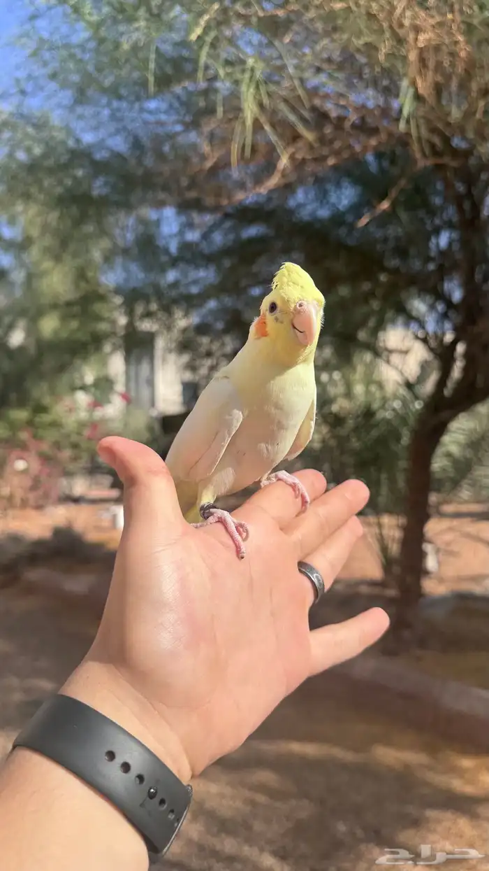 كروان اليف 1