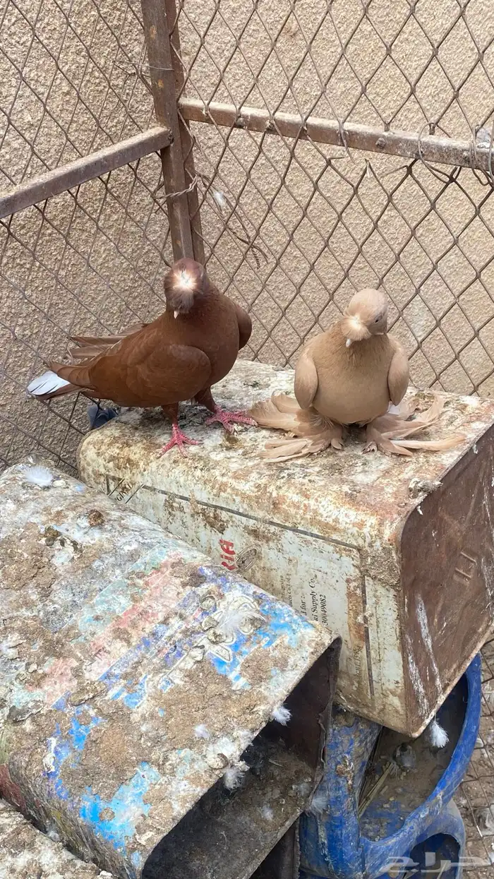 حمام صابوني مستوى تب 2