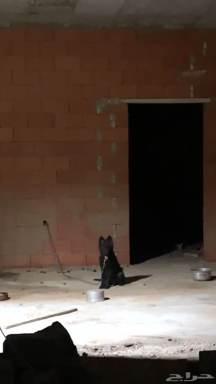 كلبة جيرمين شيبرد 1