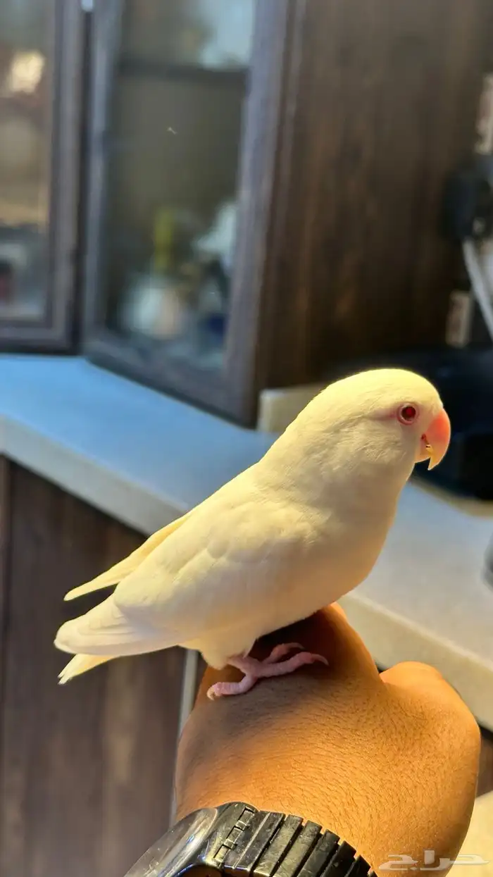 روز البينو مستوى ماشاءالله و بياضين 0