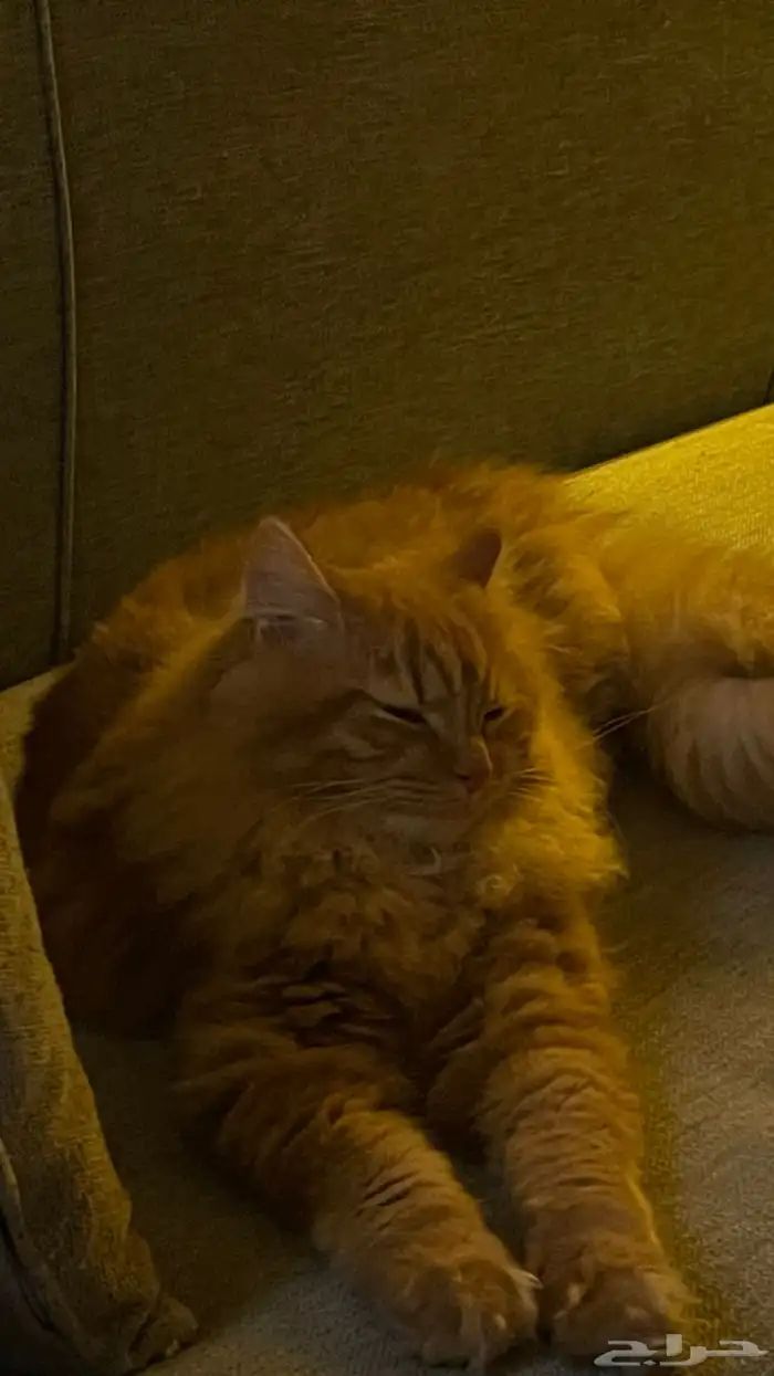 قط للتبني ذكر عمره 9 مو معقم 1