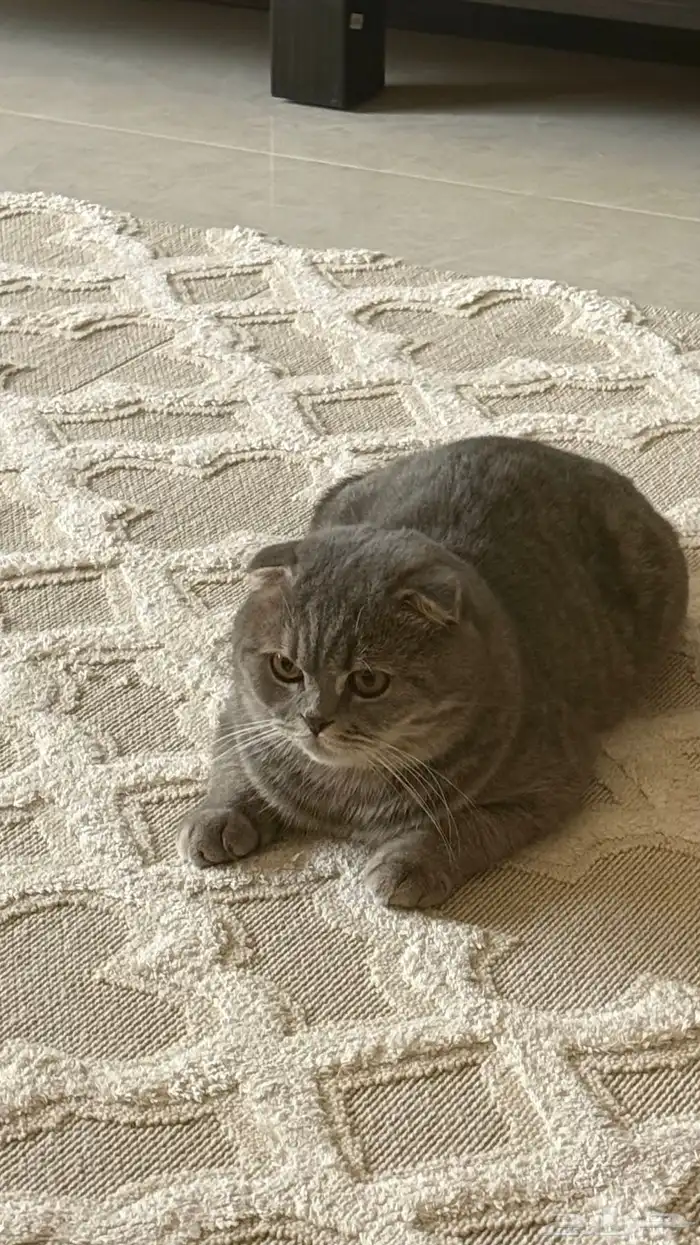 قط ضايع بالدمام حي النزهة 6