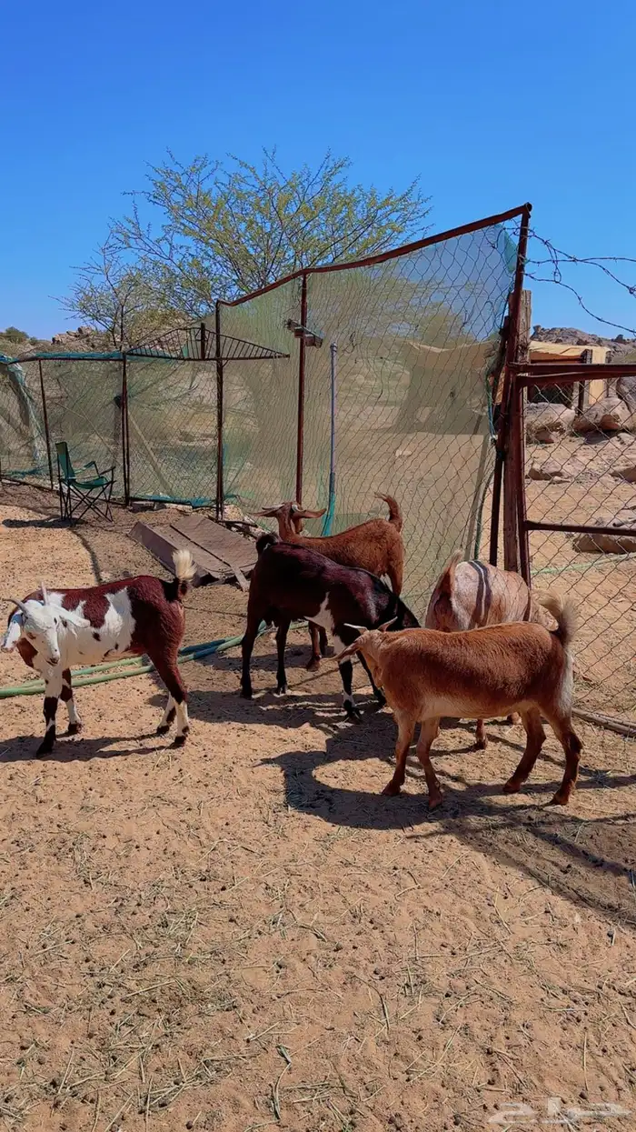 معزاء للبيع 3