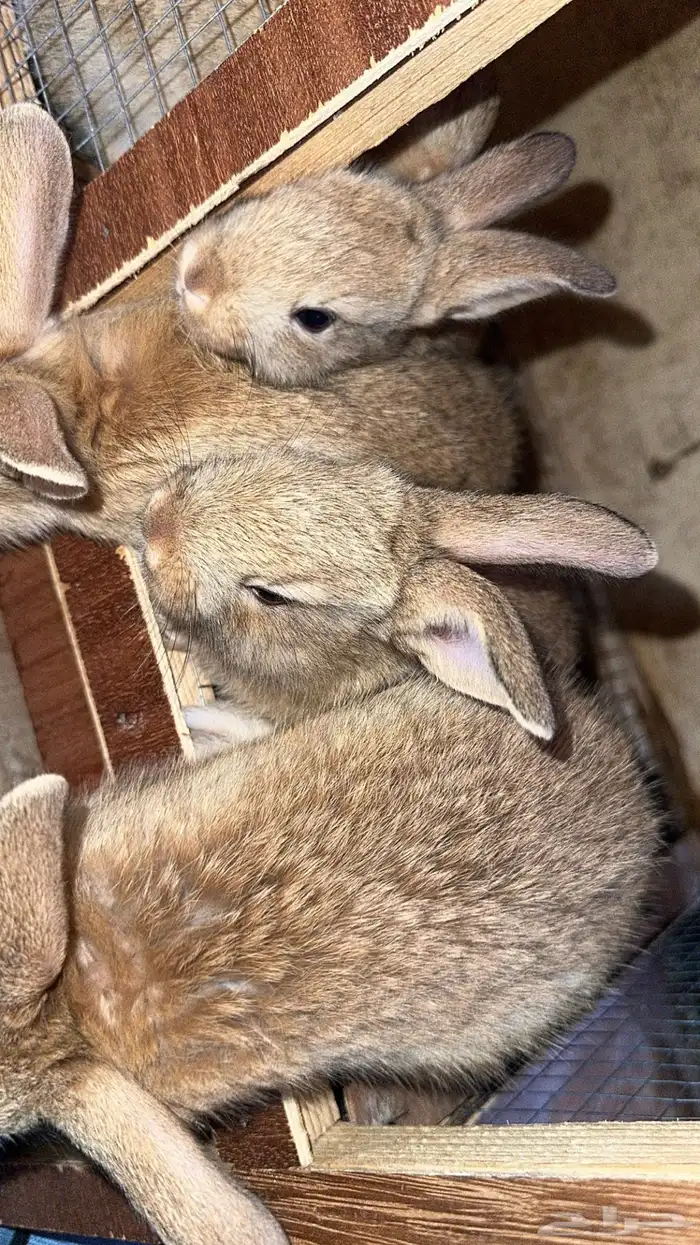 ارانب لي البيع 2