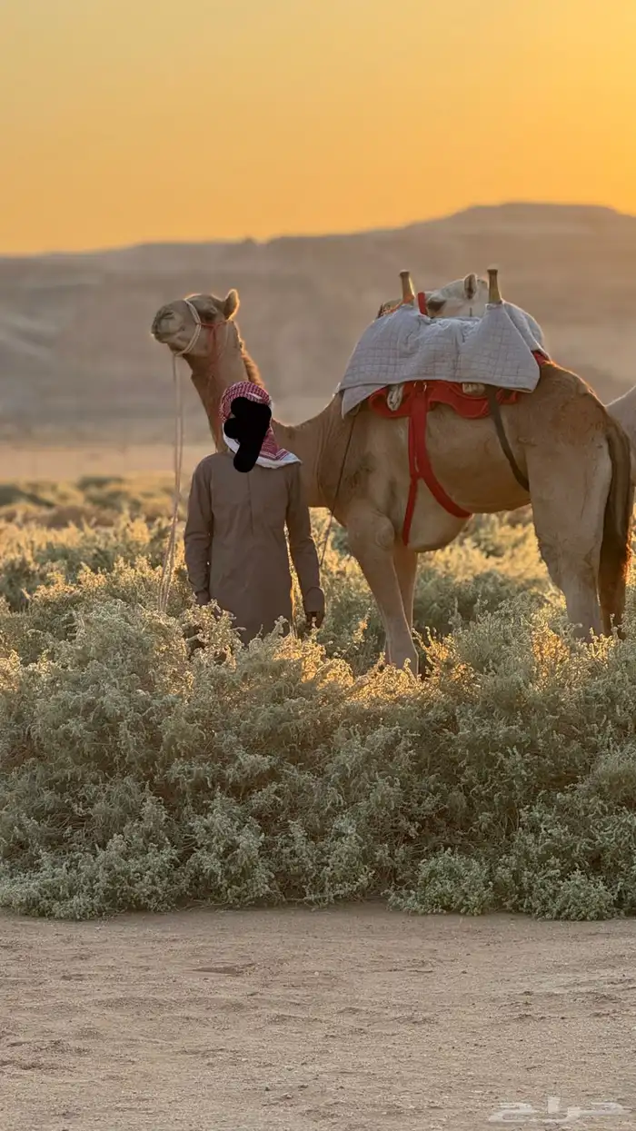 قعود ركبي طابع شرط لا يجي الا اصامل 0