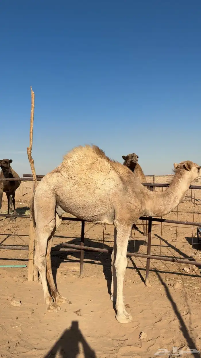 حاشي لباني 1