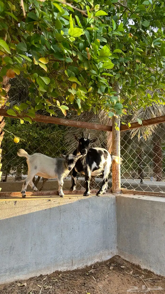 ماعز قزمي مع انتاجه 1