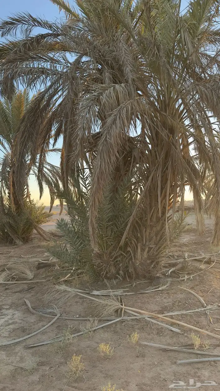 نخخل سلج خشرم صقعي متعدد للبيع سمح 5