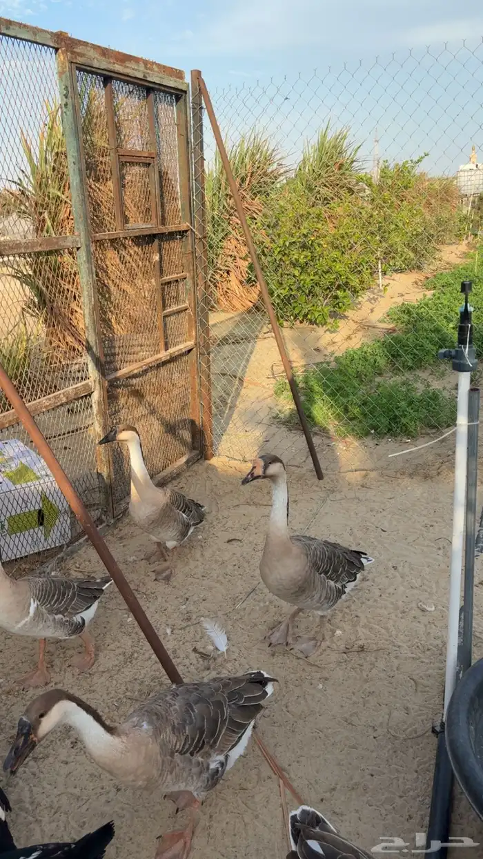 طقم وز عراقي 0