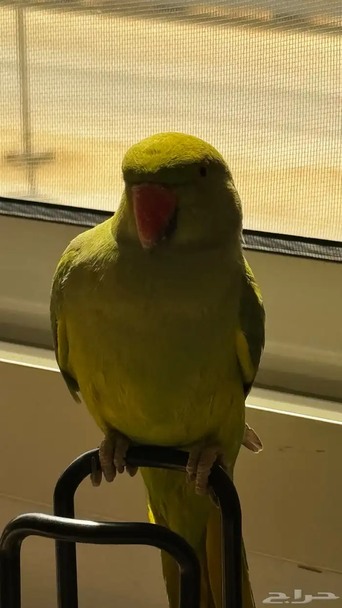 ببغاء الدرة عمر 3 أشهر في حاله صحيه جيدة جد ا 5