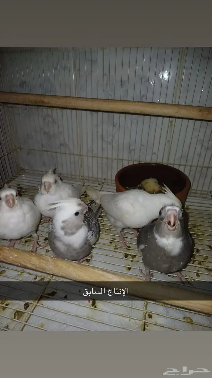 زوج كروان هولندي   البينو مع فروخه 4