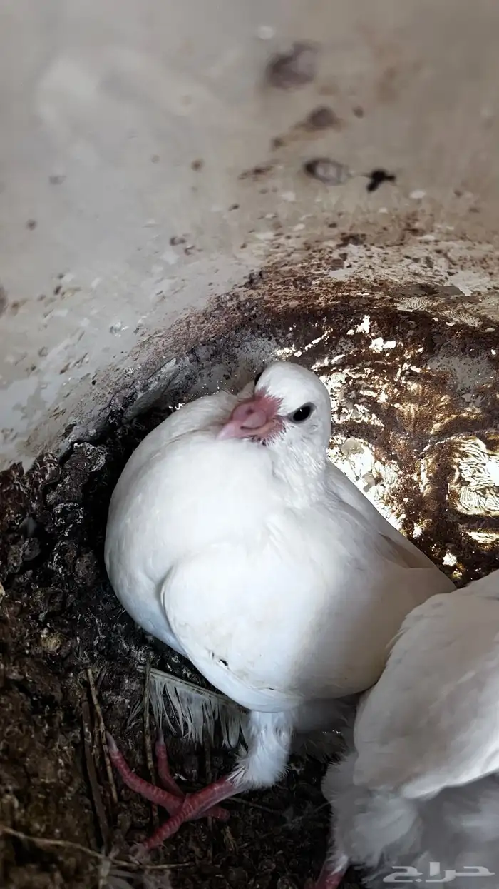 فروخ زغاليل 2