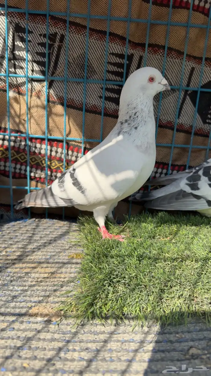 زاجل ايس ثلاث حبات ايس وحبه شذري 2