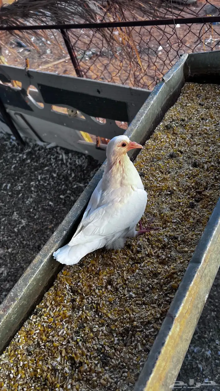 فروخ زغاليل 0